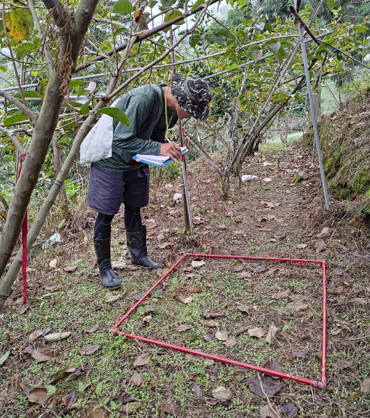 孫老師團隊於大雪山14K-16K進行植被及螞蟻調查